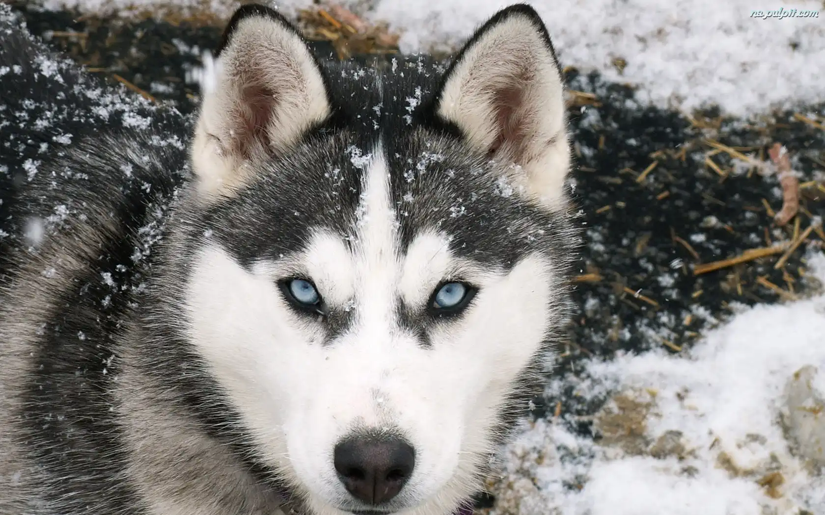 Siberian Husky, Śnieg Na Pulpit